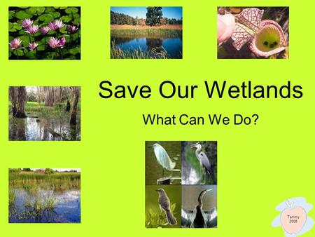 Save Our Wetlands What Can We Do? Tammy 2008. What Kids Can Do ~ Words From Other Kids Do not litter and pick up trash when you see it! –Kids can save.