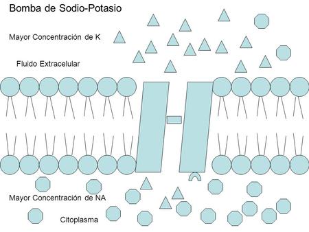 Bomba de Sodio-Potasio Citoplasma Fluido Extracelular Mayor Concentración de K Mayor Concentración de NA.