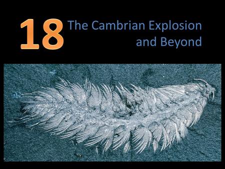 The Cambrian Explosion and Beyond Items we will discuss in this section How Organic Remains Fossilize Strengths and Weaknesses of the Fossil Record Life.