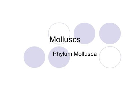 Molluscs Phylum Mollusca. Includes snails, clams, octopuses and others. There are more species of molluscs in the ocean than any other animal group. There.