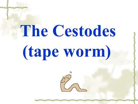 The Cestodes (tape worm).