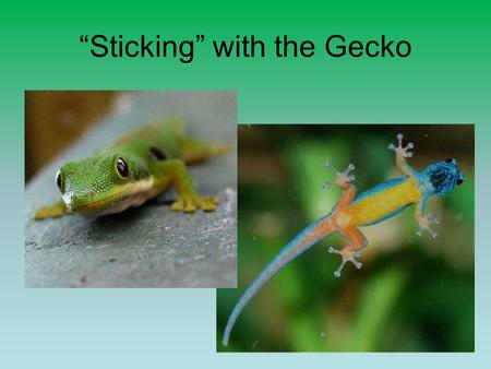 “Sticking” with the Gecko. Van der Waals Forces and Animal Adhesion upload.wikimedia.org  pictures-breeders-babies/tokay-gecko-pictures-breeders-