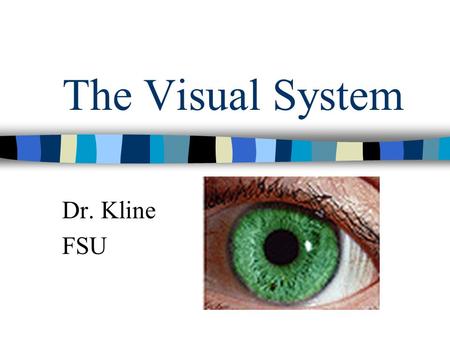 The Visual System Dr. Kline FSU.