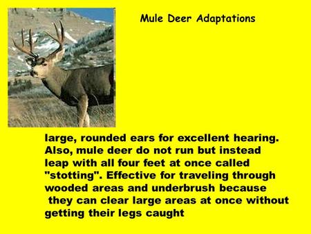 Your Text Here Mule Deer Adaptations