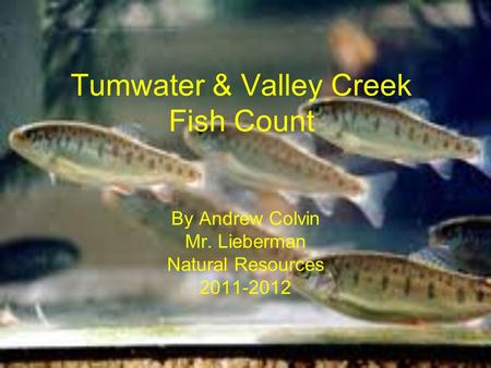 Tumwater & Valley Creek Fish Count By Andrew Colvin Mr. Lieberman Natural Resources 2011-2012.