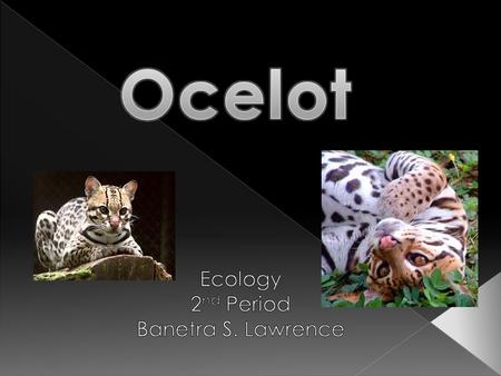  Common name › Ocelot  Scientific name › Leopardus pardalis  Weight › On average 24-34 lbs  Body length › 28-35 inches  Size relative to a 6ft 2in.