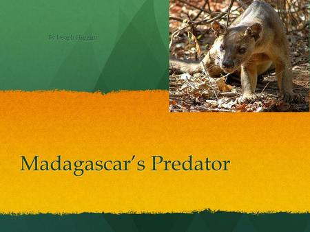 Madagascar’s Predator By Joseph Higgins Food For Fossa’s They eat what ever they can take down to mouse to wild pig. They eat what ever they can take.