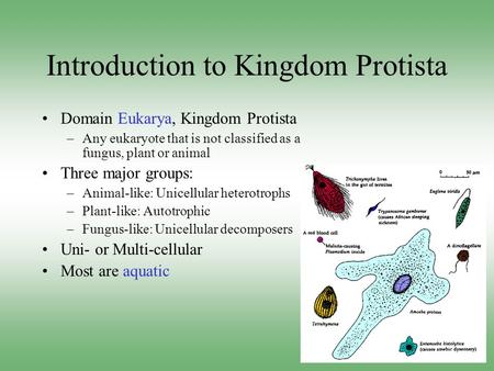 Introduction to Kingdom Protista Domain Eukarya, Kingdom Protista –Any eukaryote that is not classified as a fungus, plant or animal Three major groups: