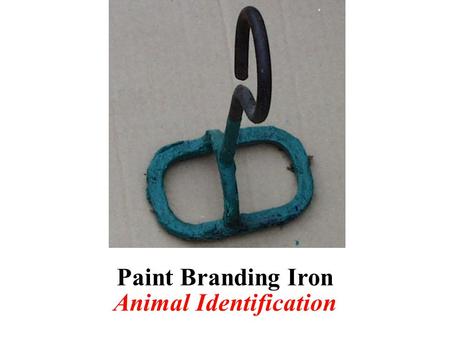 Animal Identification