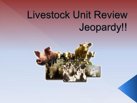 SheepSwineBeefDairyPoultry 100 200 300 400 500 Livestock Jeopardy!