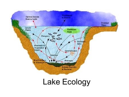 Lake Ecology. Nature of Lakes Lakes are enclosed basins which can trap standing water Water retention time of lakes (the time an average water molecule.