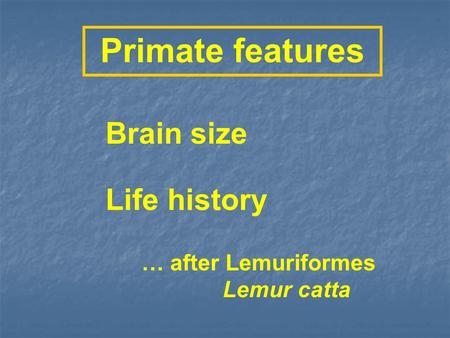 Primate features Life history Brain size … after Lemuriformes Lemur catta.