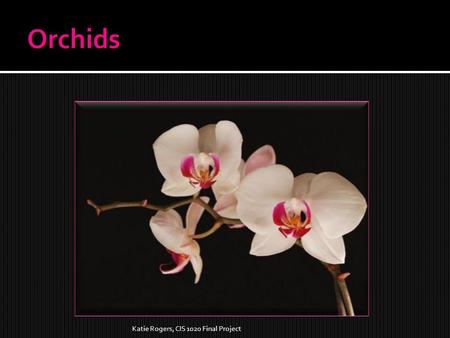 Katie Rogers, CIS 1020 Final Project  Orchids are the largest family of flowering plants.  There are more than 25,000 orchid species.  There can be.