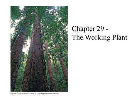 Chapter 29 - The Working Plant.