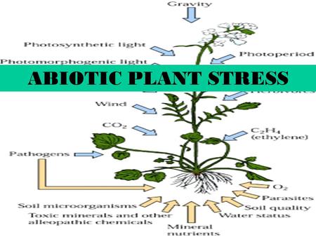 ABIOTIC PLANT STRESS.