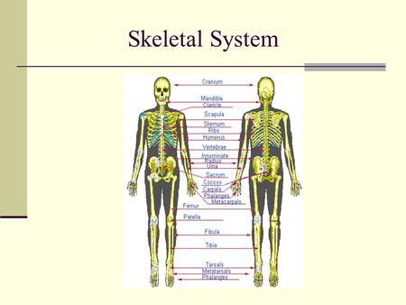 Skeletal System. Functions of the skeletal system Framework Support/protect internal organs Body movement Provides leverage for lifting and movement through.