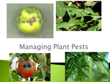 Managing Plant Pests.
