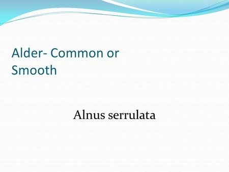 Alder- Common or Smooth