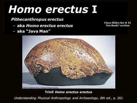 Trinil Homo erectus erectus Understanding Physical Anthropology and Archaeology, 8th ed., p. 261 Homo erectus I Pithecanthropus erectus –aka Homo erectus.