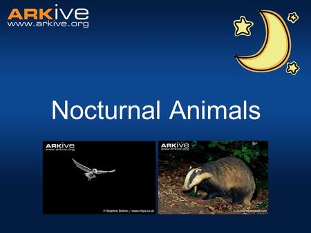 Nocturnal Animals. Nocturnal What does it mean? – active at night Diurnal– active during the day Crepuscular– active at dawn and dusk.