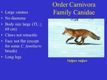 Order Carnivora Family Canidae Large canines No diastema Body size large (TL > 68 cm) Claws not retractile Face not flat (except for some C. familiaris.