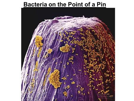 Bacteria on the Point of a Pin. PROKARYOTES: Usually small (< 5  m) compared to most eukaryotic cells (10-100  m) Cell shapes: bacilli, cocci, spirilli;