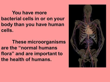 You have more bacterial cells in or on your body than you have human cells. These microorganisms are the “normal humans flora” and are important to the.