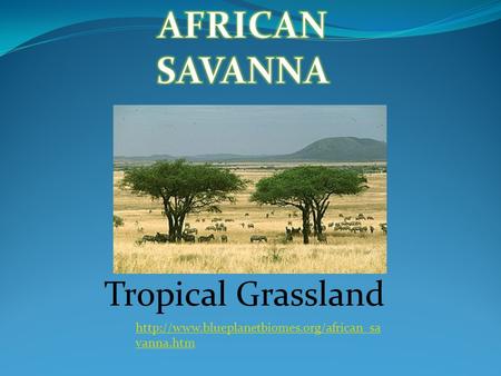 AFRICAN SAVANNA Tropical Grassland
