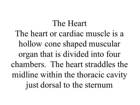 The Heart The heart or cardiac muscle is a hollow cone shaped muscular organ that is divided into four chambers. The heart straddles the midline within.