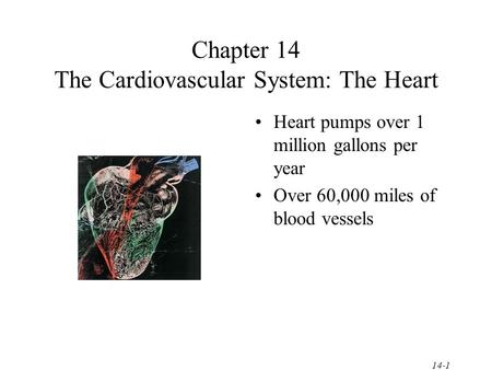 Chapter 14 The Cardiovascular System: The Heart