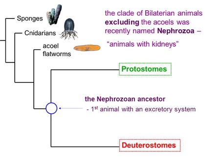 Sponges Cnidarians acoel flatworms Deuterostomes Protostomes the clade of Bilaterian animals excluding the acoels was recently named Nephrozoa – “animals.