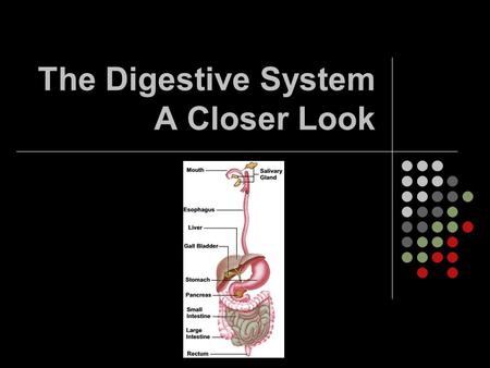 The Digestive System A Closer Look. Betcha didn’t know that… Your intestines are 7.5 metres long! A horse’s intestines are 27 metres long! Digestion from.