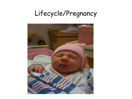Lifecycle/Pregnancy. The Beginning of the Life Cycle.