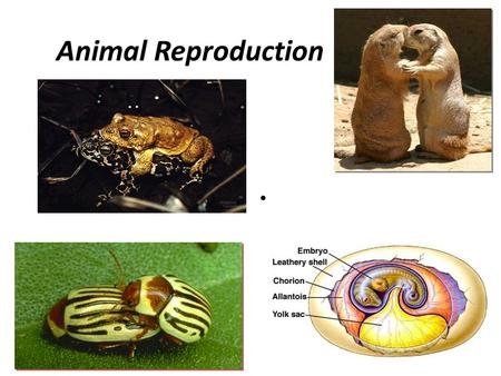 Animal Reproduction. Overview Asexual (one parent) no variation fission (parent separation) budding (corals) gemmules (porifera) fragmentation & regeneration.