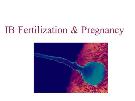 IB Fertilization & Pregnancy