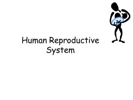 Human Reproductive System. Male Reproductive System.