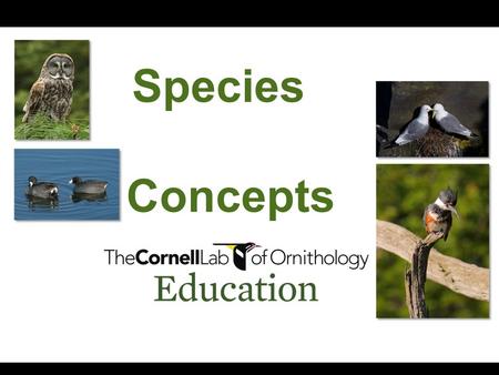 Species Concepts. What makes each an individual species? Consider the following… Painted Bunting Roseate Spoonbill Barn Owl Northern Mockingbird Bald.