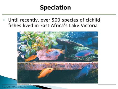 Speciation Until recently, over 500 species of cichlid fishes lived in East Africa’s Lake Victoria Copyright © 2009 Pearson Education, Inc.