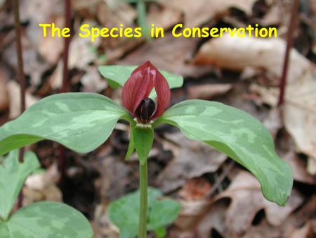 The Species in Conservation. Taxonomy- the science of classification.