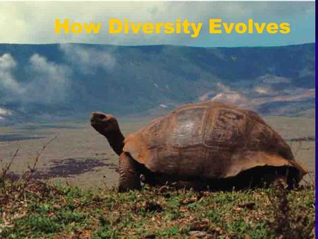 How Diversity Evolves. Macroevolution The evolution of large scale diversity Evolutionary novelties Wings, feathers, brain sizes Speciation: origin of.