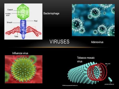 VIRUSES Tobacco mosaic virus Influenza virus Adenovirus Bacteriophage.