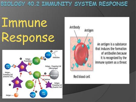 Immune Response. What happens when pathogens occasionally overwhelm your body’s nonspecific defenses? Pathogens that have survived the first and second.