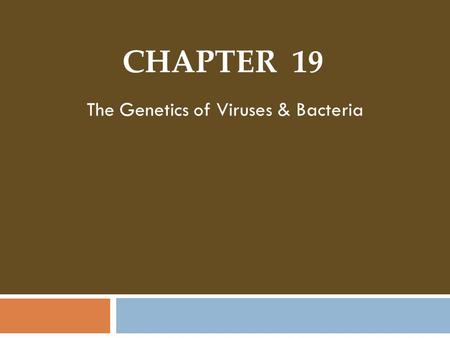 CHAPTER 19 The Genetics of Viruses & Bacteria. Lunchtime!! T4 Bacteriophages.