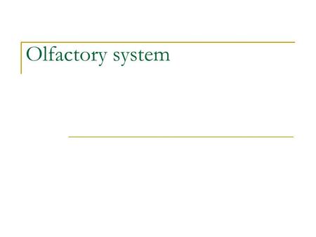 Olfactory system. Olfaction Cribiform plate Olfactory Receptor Medial Olfactory Striae Anterior Commissure Second Order Neurons Project.