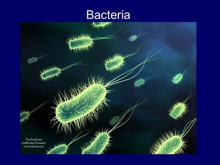 Bacteria. Bacterial spots and Blights The most common types of bacterial symptom on plants are those that appear as spots of various sizes on leaves,