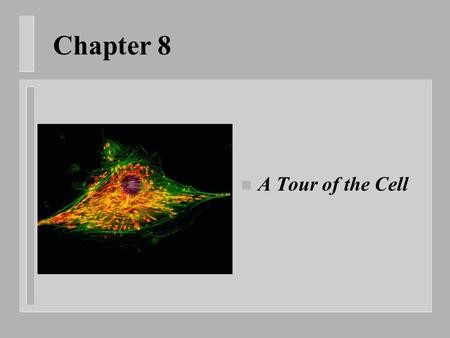 Chapter 8 n A Tour of the Cell. How can we see cells? n Light microscope – Uses light and lenses to magnify n Electron microscope – Uses beam of electrons.