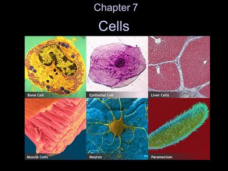 Cells Chapter 7. cell – basic unit of all organisms.