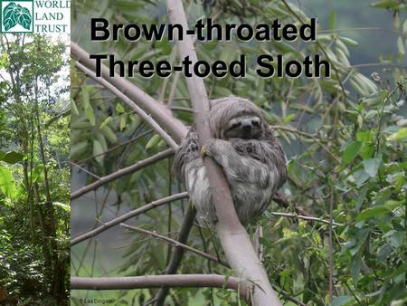 Brown-throated Three-toed Sloth