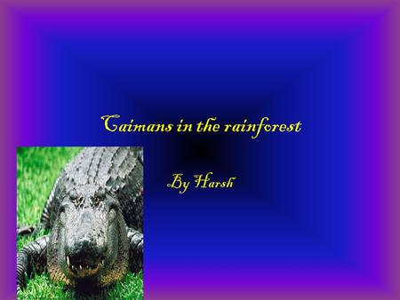 Caimans in the rainforest