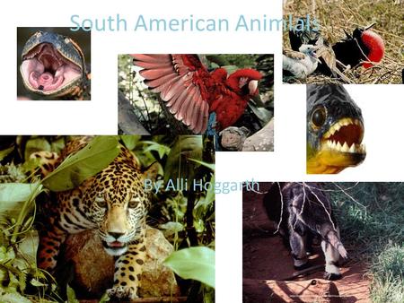South American Animlals By Alli Hoggarth. Anaconda Sizes -Length: Usually up to 16 ft, but 33 ft has been recorded -Weight: Up to 550 lbs., possibly higher.